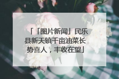 「图片新闻」民乐县新天镇千亩油菜长势喜人，丰收在望