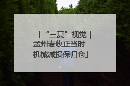 “三夏”视觉｜孟州麦收正当时 机械减损保归仓