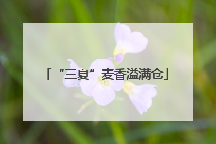 “三夏”麦香溢满仓