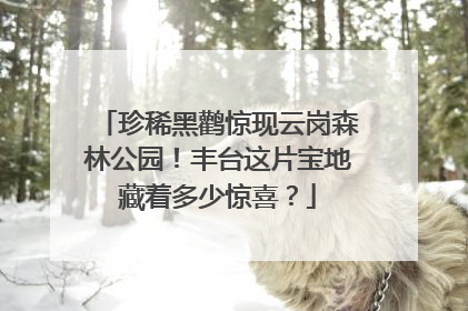 珍稀黑鹳惊现云岗森林公园！丰台这片宝地藏着多少惊喜？