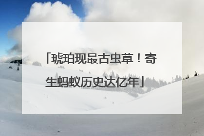 琥珀现最古虫草！寄生蚂蚁历史达亿年