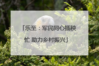 乐至：军民同心插秧忙 助力乡村振兴
