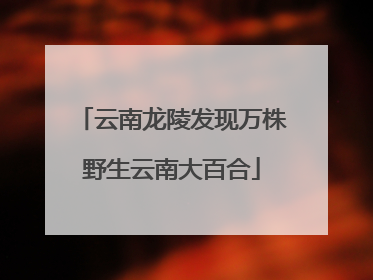 云南龙陵发现万株野生云南大百合