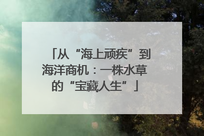 从“海上顽疾”到海洋商机：一株水草的“宝藏人生”