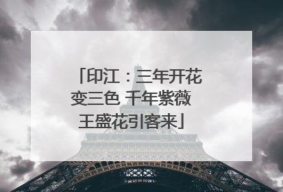 印江：三年开花变三色 千年紫薇王盛花引客来