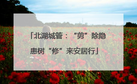 北湖城管：“剪”除隐患树“修”来安居行
