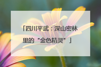 四川平武：深山密林里的“金色精灵”