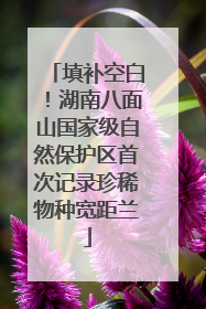 填补空白！湖南八面山国家级自然保护区首次记录珍稀物种宽距兰