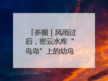 多图｜风雨过后，密云水库“鸟岛”上的幼鸟还好吗？