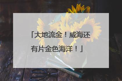 大地流金！威海还有片金色海洋！