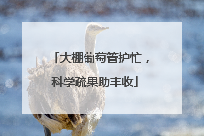 大棚葡萄管护忙，科学疏果助丰收