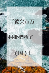 德兴市万村枇杷熟了（图）
