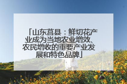 山东莒县：鲜切花产业成为当地农业增效、农民增收的重要产业发展和特色品牌