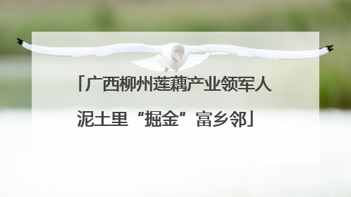 广西柳州莲藕产业领军人泥土里“掘金”富乡邻