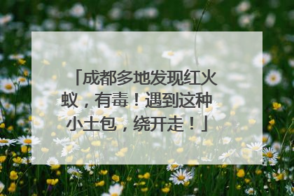 成都多地发现红火蚁，有毒！遇到这种小土包，绕开走！