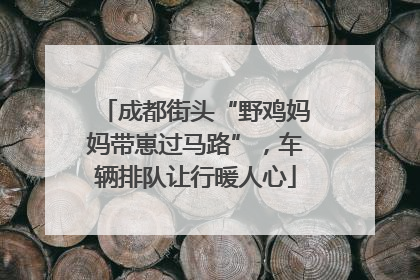 成都街头“野鸡妈妈带崽过马路”，车辆排队让行暖人心