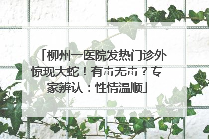 柳州一医院发热门诊外惊现大蛇！有毒无毒？专家辨认：性情温顺