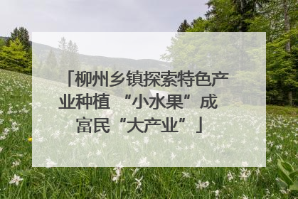 柳州乡镇探索特色产业种植 “小水果”成富民“大产业”