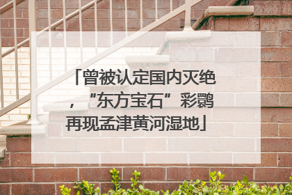 曾被认定国内灭绝，“东方宝石”彩鹮再现孟津黄河湿地