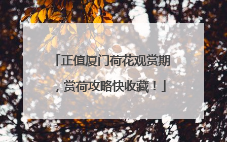 正值厦门荷花观赏期，赏荷攻略快收藏！