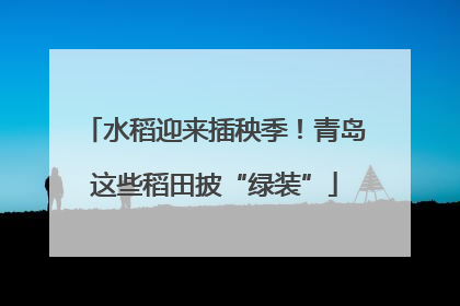 水稻迎来插秧季！青岛这些稻田披“绿装”