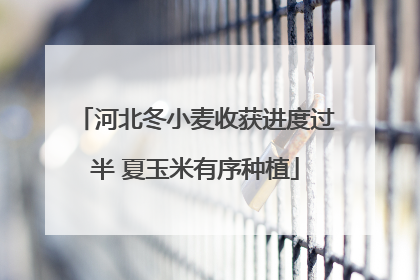 河北冬小麦收获进度过半 夏玉米有序种植