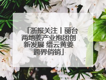 浙报关注丨丽台两地姜产业抱团创新发展 缙云黄姜跨界俏销