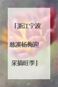 浙江宁波慈溪杨梅迎采摘旺季