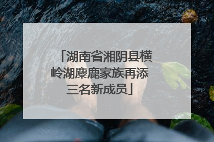 湖南省湘阴县横岭湖麋鹿家族再添三名新成员