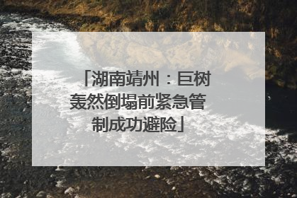 湖南靖州：巨树轰然倒塌前紧急管制成功避险