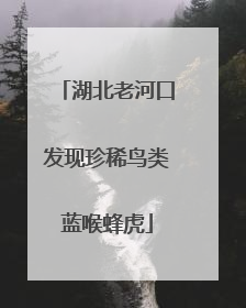湖北老河口发现珍稀鸟类蓝喉蜂虎