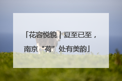 花容悦貌｜夏至已至，南京“荷”处有美韵