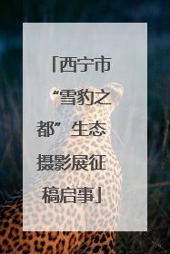 西宁市“雪豹之都”生态摄影展征稿启事