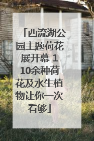 西流湖公园主题荷花展开幕 110余种荷花及水生植物让你一次看够