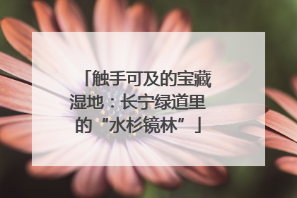 触手可及的宝藏湿地：长宁绿道里的“水杉镜林”