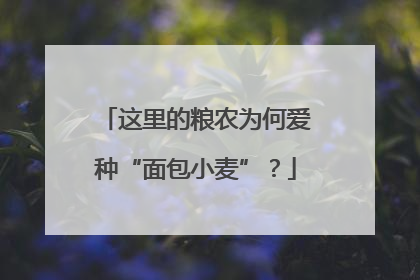 这里的粮农为何爱种“面包小麦”？