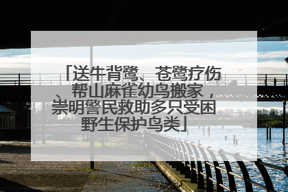 送牛背鹭、苍鹭疗伤、帮山麻雀幼鸟搬家，崇明警民救助多只受困野生保护鸟类