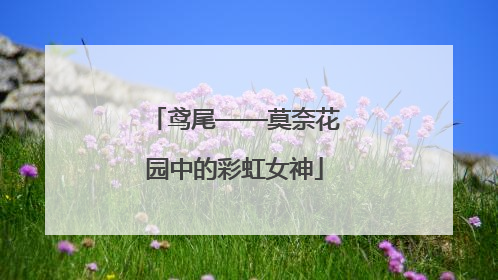 鸢尾——莫奈花园中的彩虹女神