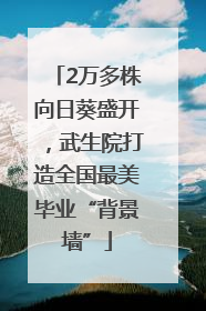 2万多株向日葵盛开，武生院打造全国最美毕业“背景墙”