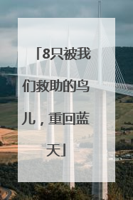 8只被我们救助的鸟儿，重回蓝天